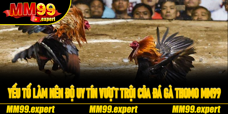 Yếu tố làm nên độ uy tín vượt trội của Đá Gà Thomo MM99
