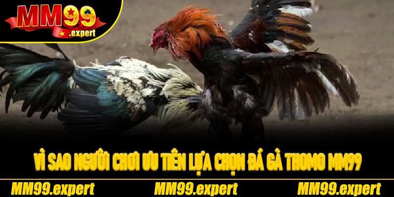 Vì sao người chơi ưu tiên lựa chọn Đá Gà Thomo MM99
