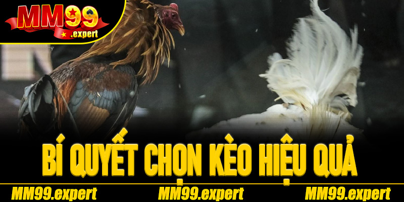 Bí quyết chọn kèo hiệu quả khi tham gia Đá Gà Thomo MM99